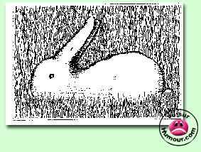 lapin ou  canard...